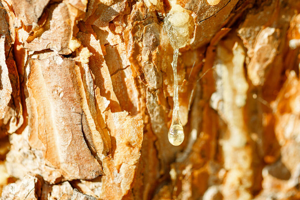 fresh resin droplet hanging on a tree trunk. pine resin - Photo, Image