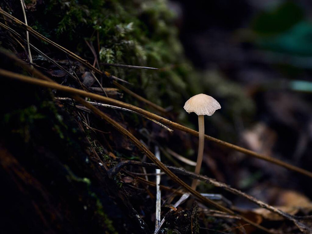 Small lonely mushroom growing in the autumn forest - Photo, Image