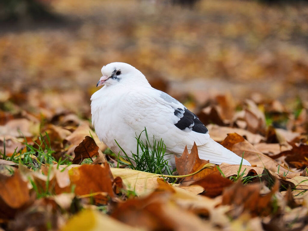 Белый голубь сидит среди осенних листьев - Фото, изображение