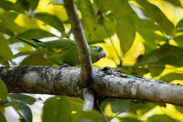 Papoušek žlutohnědý druhu Brotogeris chiriri - Fotografie, Obrázek