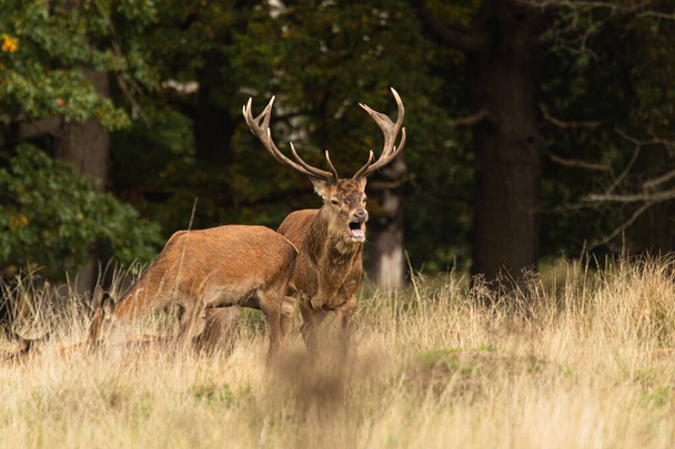 Yetişkin kırmızı geyik İngiltere 'nin Londra eyaletindeki Richmond Park' ta çiftleşme mevsiminde sürüsünün etrafında yürürken ayağa kalkıp kükrüyor. Rutting mevsimi sonbahar boyunca 2 ay sürer. - Fotoğraf, Görsel