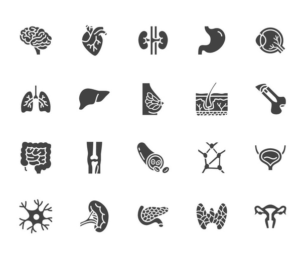 Organs, anatomy flat glyph icons set. Human bones, stomach, brain, heart, bladder, nervous system vector illustrations. Signs for medical clinic. Silhouette pictogram pixel perfect 64x64. - Vector, Image