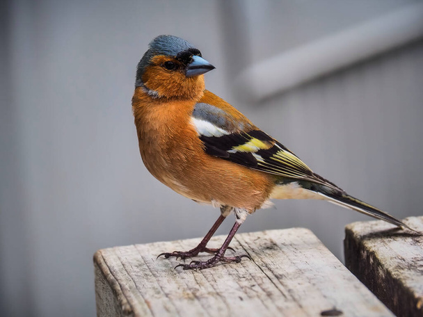 Kolorowy ptak stojący na ławce - Zdjęcie, obraz