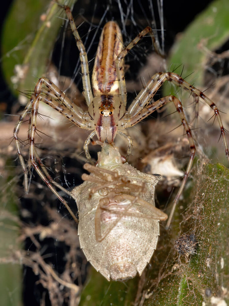 Lynx Spider z rodzaju Peucetia - Zdjęcie, obraz