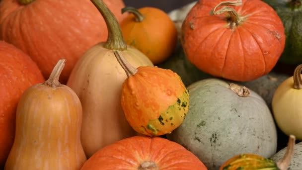 Pumpkin patch, multi size, colorful pumpkins, slider shot. 4K UHD 3840x2160 - Footage, Video