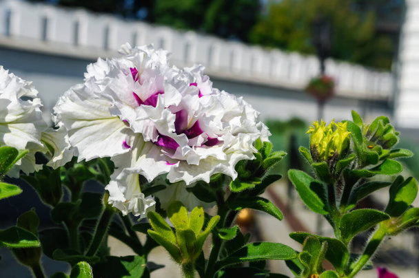 Λευκά λουλούδια Βασιλικό γεράνι στο πάρκο, φόντο. - Φωτογραφία, εικόνα