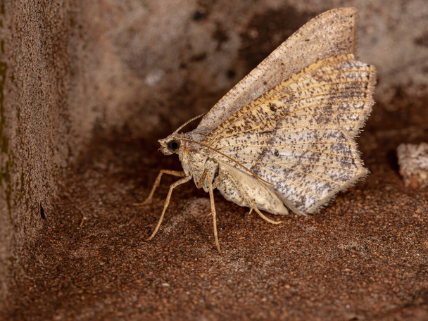 Geometer Moth of the Family Geometridae - Foto, Imagem