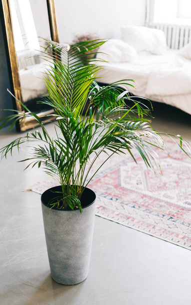 Interior details of living room with houseplants. High quality photo - Photo, Image