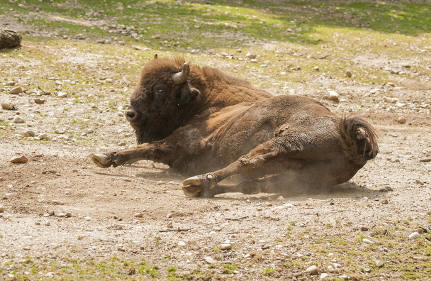 European bison. - Photo, Image