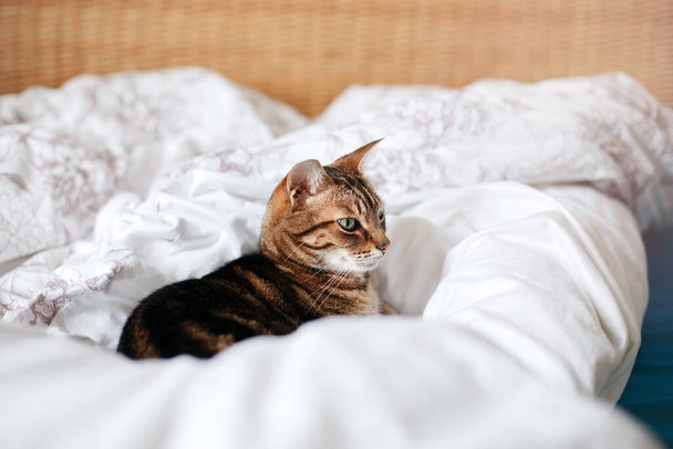 Beautiful pet cat lying on bed in bedroom at home. Relaxing fluffy hairy striped domestic animal with green eyes. Adorable furry kitten feline friend.  - Фото, изображение