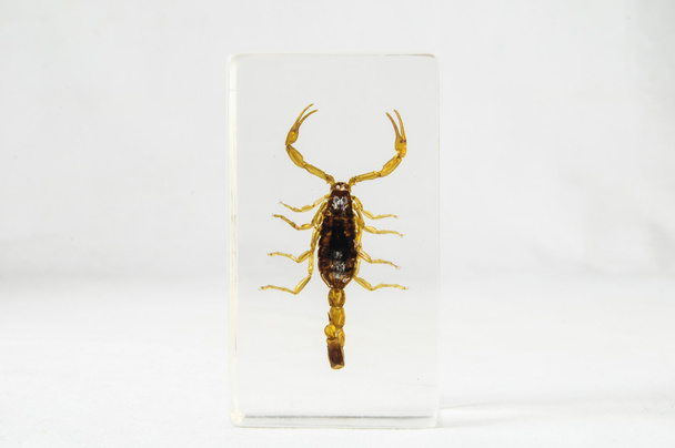 eingelegter Skorpion - Foto, Bild