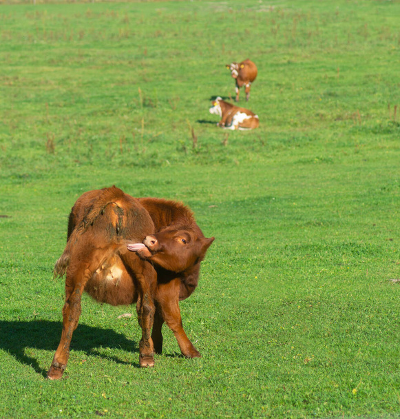 Jeukende jonge koe likken billen in zonnig veld - Foto, afbeelding