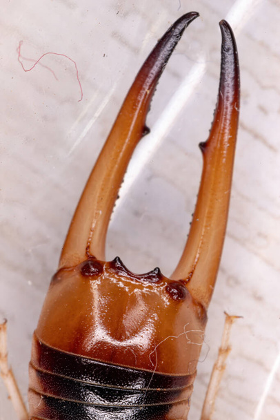 Earwig Shore da espécie Labidura riparia - Foto, Imagem