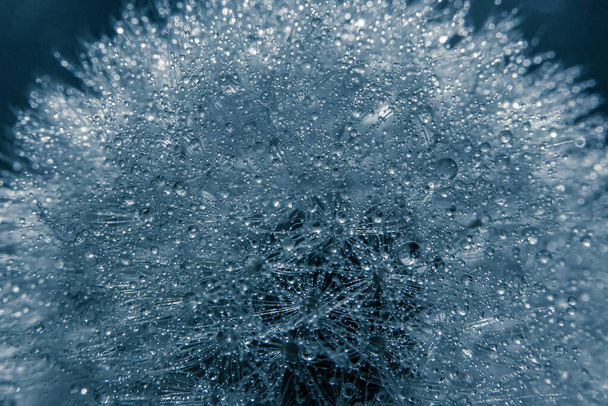 Water drops on a dandelion - Фото, зображення