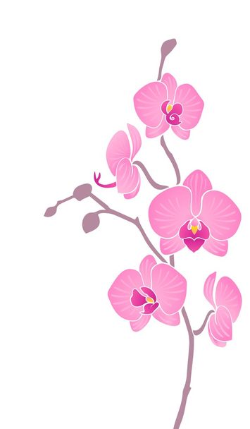 Orchid - Διάνυσμα, εικόνα