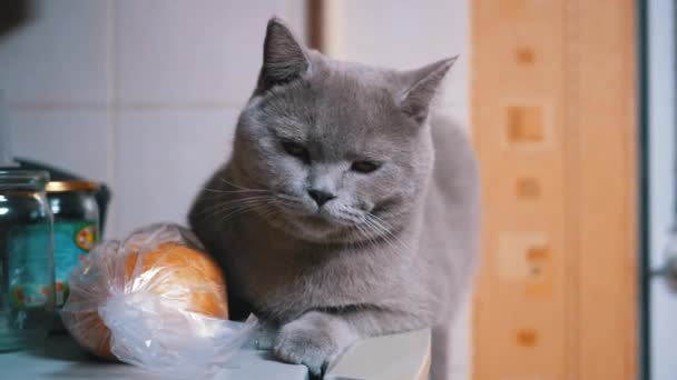Χαριτωμένο σπίτι Scottish Cat κάθεται στο ψυγείο. Νυσταγμένη γάτα παρατηρεί την κίνηση του ατόμου - Πλάνα, βίντεο