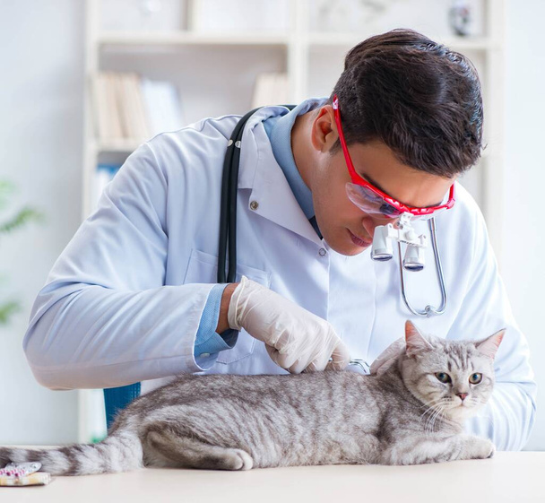 Vet examining sick cat in hospital - Photo, image
