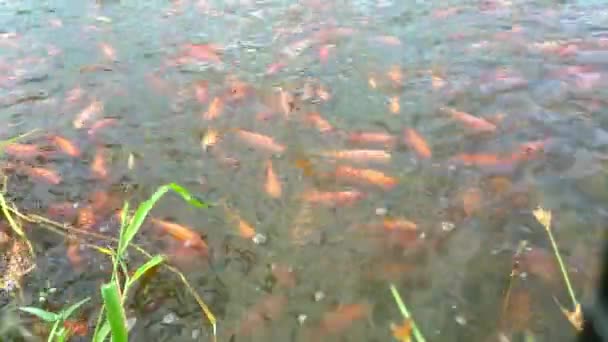 Un groupe de poissons nageant dans l'étang. Ferme aurifère en Cangkringan, Sleman, Yogyakarta - Séquence, vidéo