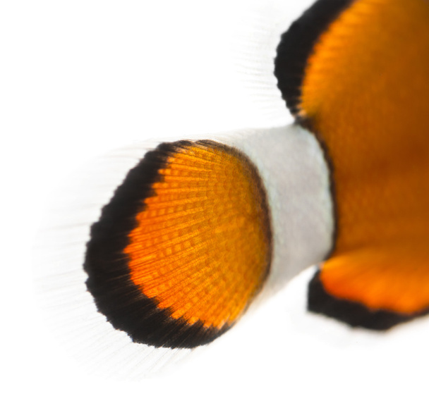detail klaun očkatý ocasní ploutve, amphiprion ocel - Fotografie, Obrázek