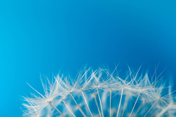 Soft white dandelion seeds from the bottom of the frame. Soft blue background - Photo, Image