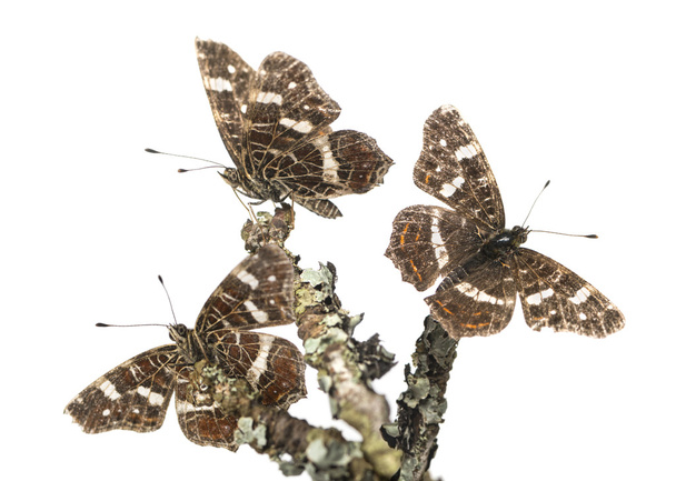 Map butterflies landed on branches, Araschnia levana, isolated o - Photo, Image