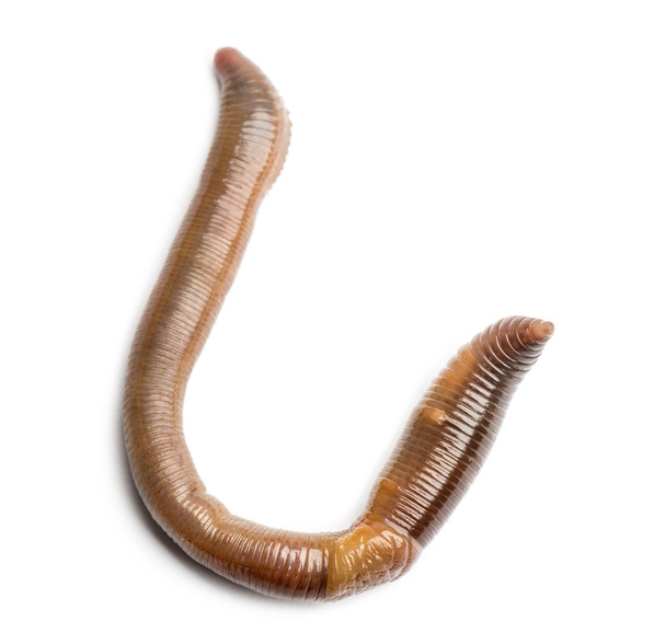 Обыкновенный земляной червь с высоты, Lumbricus terrestris, изол
 - Фото, изображение