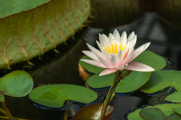 beau, lumineux, coloré, frais, eau, plantes, fleurs, lotus, nénuphars dans l'étang - Photo, image