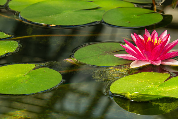 belle luminose, colorate, piante d'acqua dolce fiori loto nello stagno - Foto, immagini