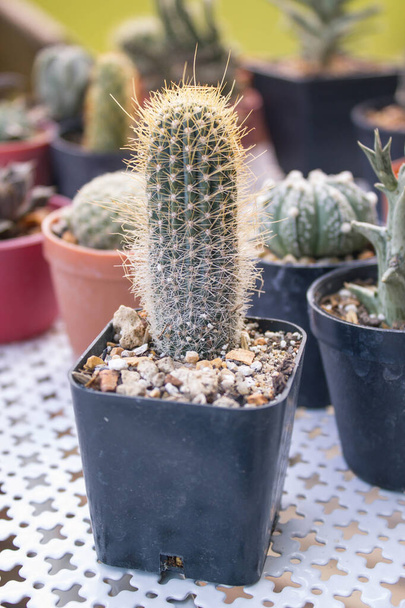 planta de cactus en la olla en la mesa blanca - Foto, imagen