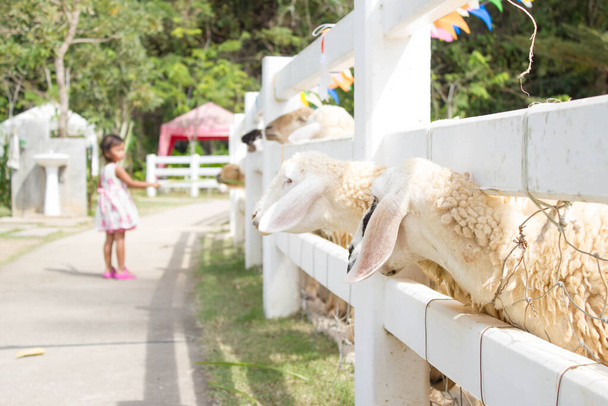 азіатські діти дівчина годує траву вівцям на фермі
 - Фото, зображення