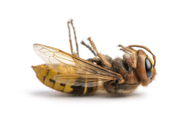 νεκρός σφήκα που βρίσκεται στην πλάτη, απομονωμένα σε λευκό - Φωτογραφία, εικόνα
