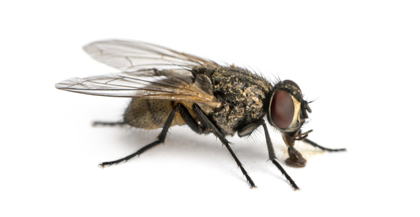 πλάγια όψη της ένα βρώμικο κοινή μύγα, τρώει, musca domestica, είναι - Φωτογραφία, εικόνα