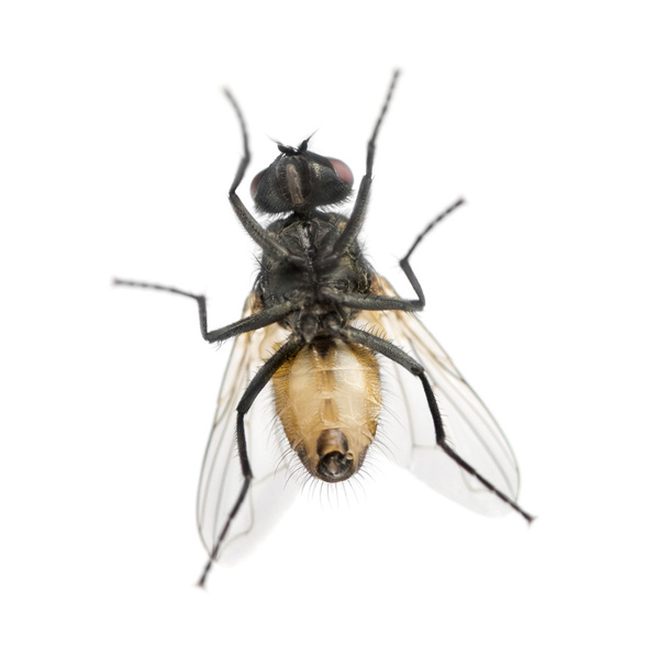 weergave van onderen van een huis vliegen, muscidae, geïsoleerd op wit - Foto, afbeelding