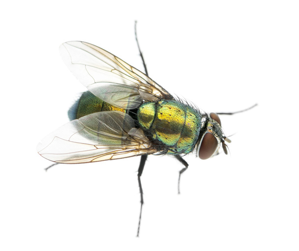 Обыкновенная зеленая бутылка муха просматривается сверху, Phaenicia sericata
, - Фото, изображение