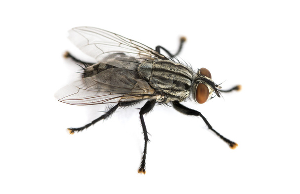 Flesh fly z pohledu se vysoká, sarcophagidae, izolované na bílém - Fotografie, Obrázek