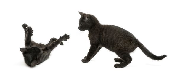 Deux chatons noirs jouant, 2 mois, isolés sur blanc
 - Photo, image