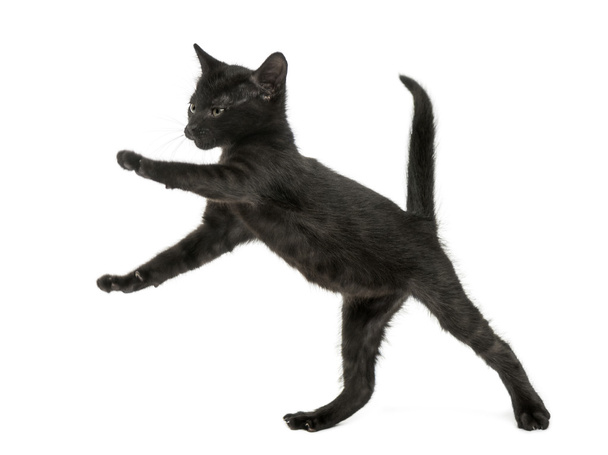 Černé kotě, stojící na zadních nohách, hraní, 2 měsíce starý, isola - Fotografie, Obrázek
