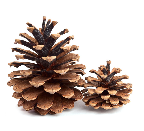 Pine cones - Foto, Bild