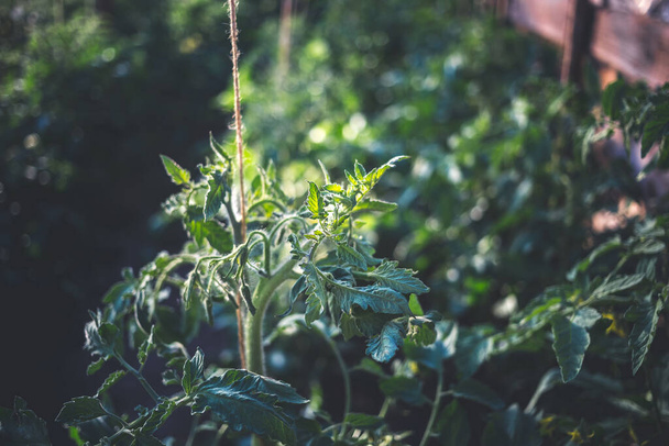 Kotitekoinen kasvihuone vihreillä raaoilla tomaateilla. Kotipuutarhanhoito käsite - Valokuva, kuva