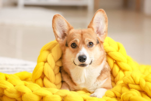 Cute dog with warm blanket at home - Foto, imagen