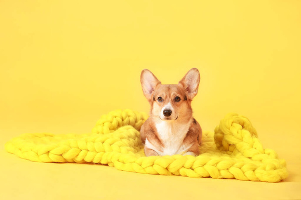 Cute dog with warm blanket on color background - Foto, imagen