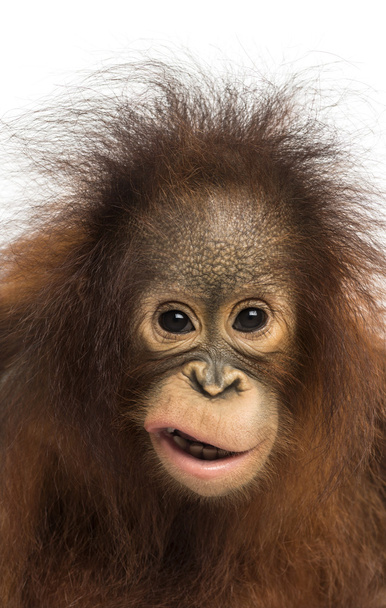 közeli kép: a fiatal Borneói orangután, hogy egy arc nézett  - Fotó, kép