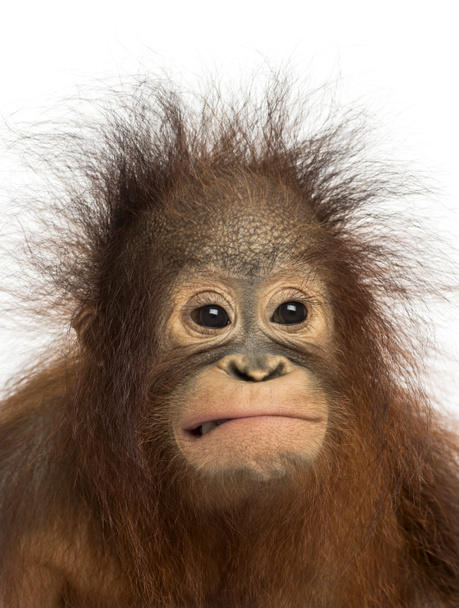 Lähikuva nuoresta bornealaisesta orangista tekemässä kasvoja, Pongo pygma
 - Valokuva, kuva