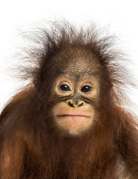 közeli kép: a fiatal Borneói orangután szembe, néztem a cam - Fotó, kép
