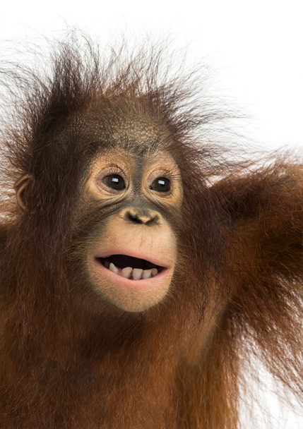 Gros plan d'un jeune orang-outan de Bornéo, bouche ouverte, pygma de Pongo
 - Photo, image