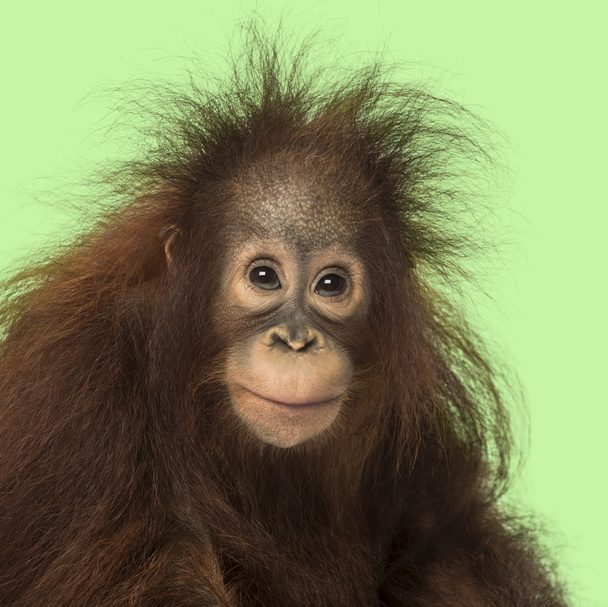 Joven orangután borneano mirando a la cámara, Pongo pygmaeus, 1
 - Foto, Imagen