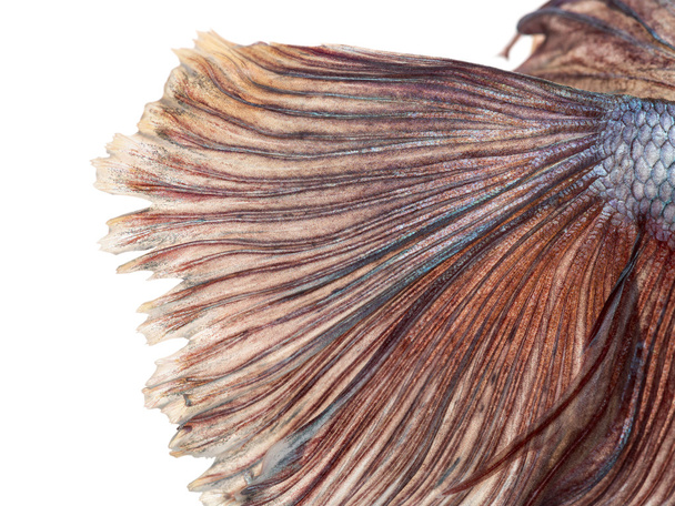 detail siamská boj ryby ocasní ploutve, bojovnice splenden - Fotografie, Obrázek