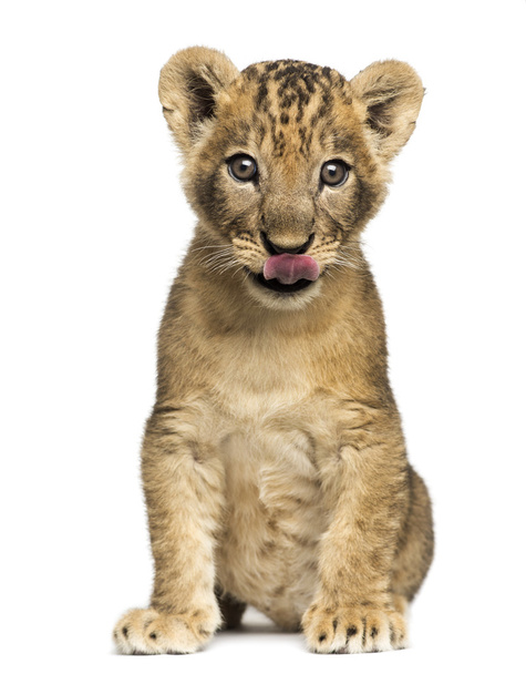Lion cub ül, nyalás, 7 hetesen, elszigetelt fehér - Fotó, kép