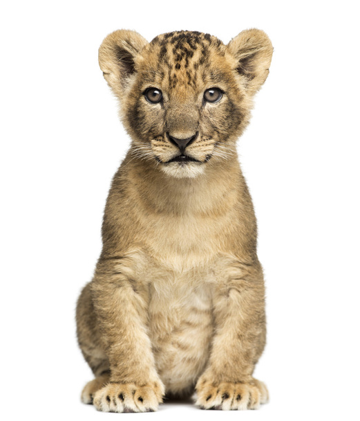 Lion cub sitting, looking to the camera, 7 weeks old, isolated o
 - Фото, изображение