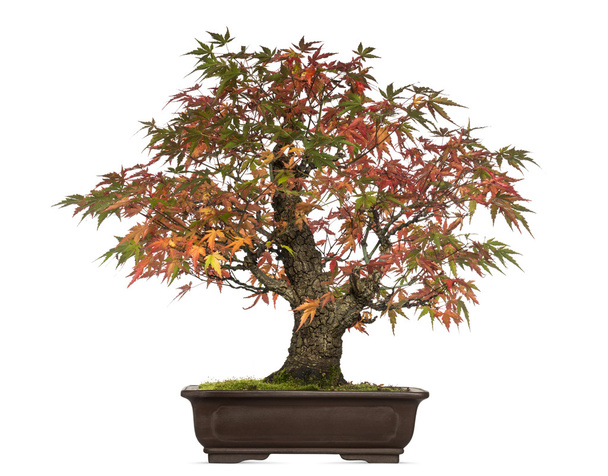 Acer japonicum bonsai fát, elszigetelt fehér - Fotó, kép